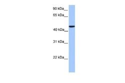 REXO4 Rabbit anti-Human, Polyclonal, Novus Biologicals 0.1 mL | Buy Online | Novus Biologicals | Fisher Scientific